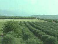 Orchards along road to Philippi