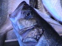 Mavi Balik Restaurant