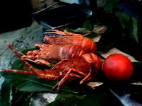 Mavi Balik Restaurant