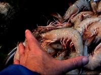 Mavi Balik Restaurant